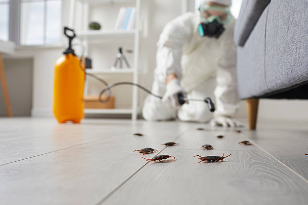 Post-Treatment Bed Bug Interceptor Monitoring in Withamsville